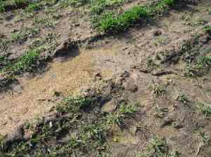 damit-die-gulle-nicht-im-meer-landet