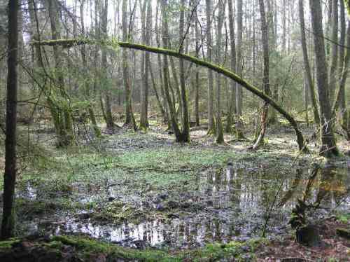 gebogen-ordnungsfanatiker-waren-noch-nicht-da2
