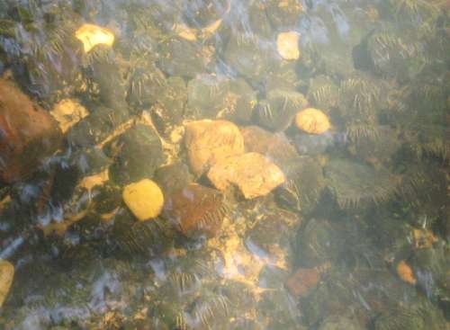 IMG_3914 - das nenne ich Besiedlungsdichte - Brachycentrus maculatus