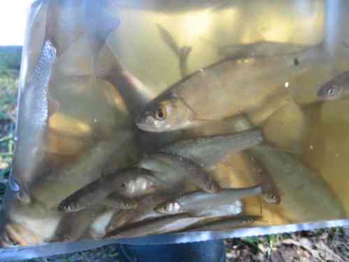 img_2674-todtgraben-hasel img_2674-todtgraben-hasel