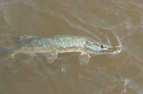 img_2806-loenborg-gedden img_2806-loenborg-gedden