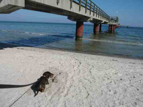 img_3018-prerow-sandteufel-ausgraben-unter-seebrucke Da kann man begeistert Sandteufel ausgraben - oder es zumindest versuchen.