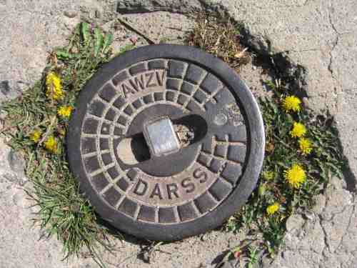 img_3019-prerow-blumengrus Tschüß, Prerow!