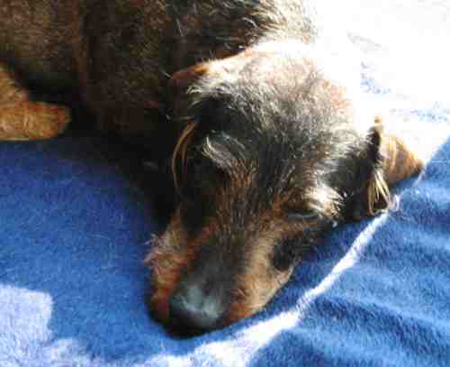 img_3026-prerow-sonnenruhe Und wieder ruhen.