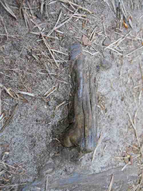 img_3031-prerow-nasenwurzel-oft-getestet Vor der Nasenwurzel muss man sich in Acht nehmen - blank, wie sie ist, zeigt sie häufige Nutzung (Achtung, Stolpergefahr!).