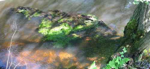 Wichtiges Inventar - das Dach über dem Kopf (Erlenwurzel mit Wasserpflanzen)