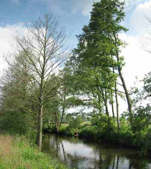 Angesichts der Erlenkrankheit und nur einreihiger Baumvegetation müssen sich alle Verantwortlichen langsam Gedanken machen: Erosionsschutz und Lebensraum Bach warten auf Lösungen.