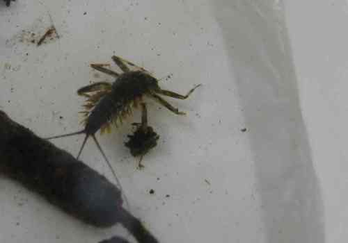 IMG_3326 - mayfly of stones in turbulence IMG_3326 - mayfly of stones in turbulence