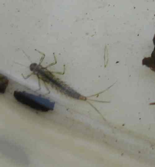 IMG_3327 - mayfly of plants IMG_3327 - mayfly of plants