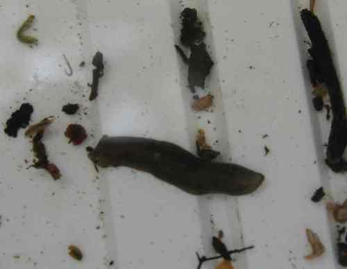 IMG_3329 - Flatworm Dugesia with Simulium, upper left IMG_3329 - Flatworm Dugesia with Simulium, upper left