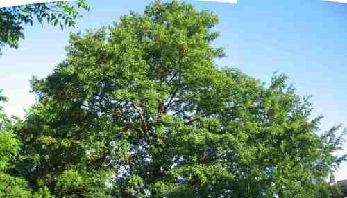 009-05-27 - Hauserle, Krone-stitch Mein Hausbaum, etwa 1980 geboren - gucken Sie mal im Foto-Link nach dem Jahr 2003.