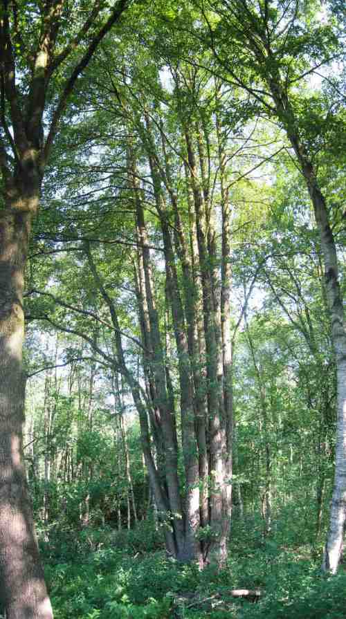 009-05-31 - Otterquer-Erle-nachher-stitch Eine langjährig immer wieder auf den Stock gesetzte Erle - eine beeindruckende Persönlichkeit im Gesamtbestand.