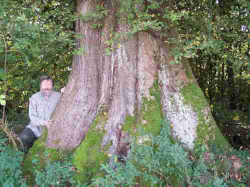 Bild 016 - Gerd an Flatterulme Bäume können ganz schön alt werden - lieben wir sie oft deshalb, hassen wir sie oft deshalb in unserer schnellebigen, oberflächlichen Zeit?
