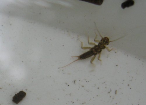 IMG_4014 - Steinfliege Eine Steinfliege, Anzeiger für gute Lebensraumverhältnisse - Freude kommt auf bei Stein Promotions.