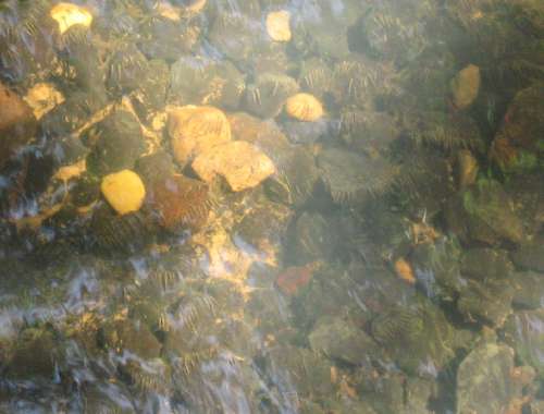 IMG_3914 - Köcherfliegenlarven, Dichte Kleines Suchbild - die Steine sind dicht mit Köcherfliegenlarven besiedelt, Ausdruck für gute Lebensraumverhältnisse