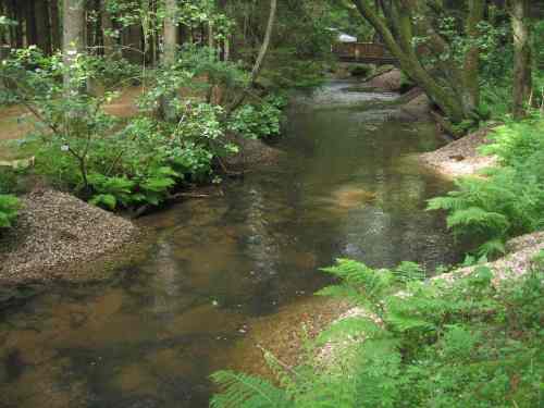 IMG_4024 - Butterberg-Este oben nachher Auch die obere Strecke ist sehr vielfältig geworden.