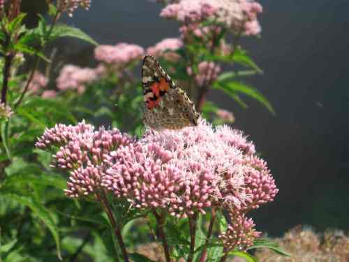 IMG_4358 - Distelfalter