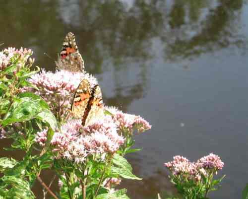 IMG_4364 - Distelfalter-Versammlung Distelfalter-Versammlung