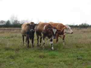 Neugierige Zuschauer finden sich immer ein.