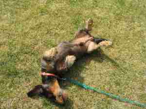 Da freut sich der Dackel!