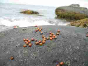 IMG_4460 - DK-Insulaner