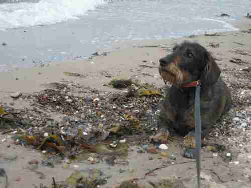 Genug am Strand gelaufen, ich jedenfalls gehe nicht mehr weiter.