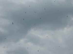 Schwalben und Möven schlagen sich mit "Luftplankton" die Mägen voll.