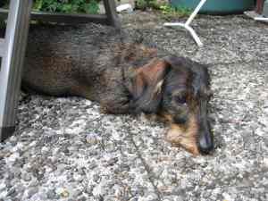 IMG_4666 - Das war lecker, Socke zufrieden