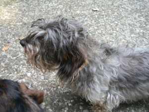 Klette, die alte Dame.