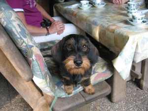 Coco, ganz obenauf . . .