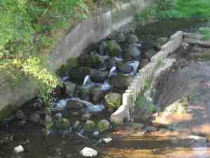 IMG_4951 - 2 Springforellen