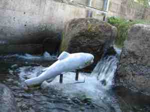 IMG_4955 - Springforelle