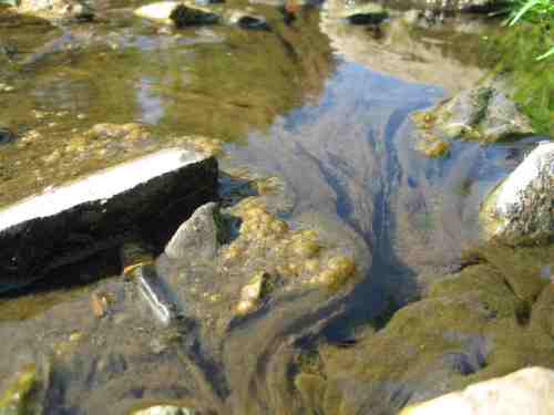 Algenmassen im Sonnenlicht - Todeszone für Bachbewohner.