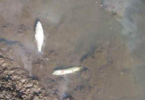 Diese Pfütze entwickelt sich gerade zur Todesfalle.