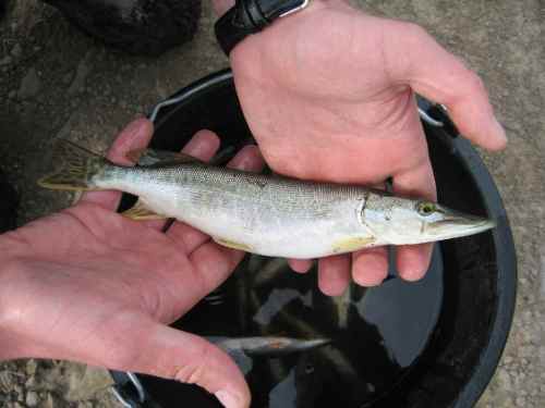 Dieser Hecht hat schnell noch ein Rotauge verdrückt.