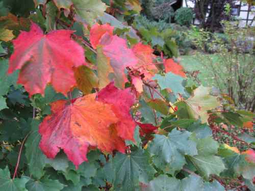 IMG_0022 - Indian Summer, oder was