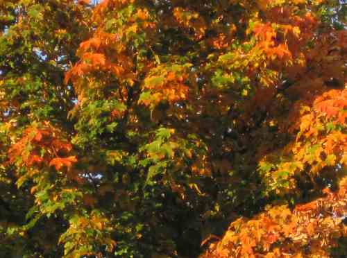 Grün - Gelb - Orange - Rot, alles wird geboten.