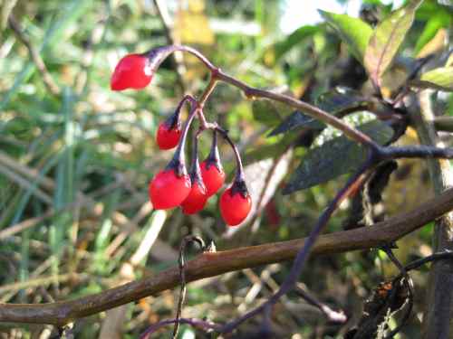 Der Bittersüße Nachtschatten hat auch etwas zu bieten.
