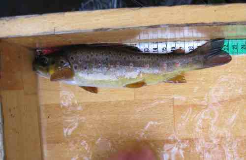 Offenbar klappt die Eigenvermehrung schon länger.