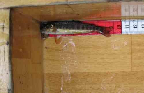 Sehr schön - viele kleine Fische. Die Eigenvermehrung klappt.