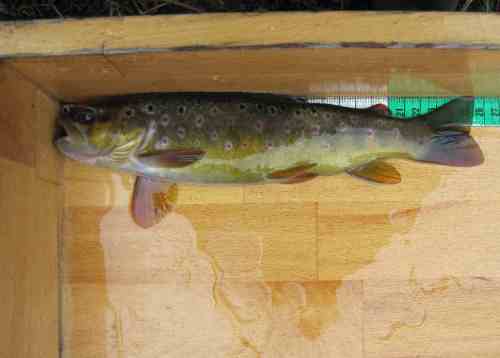 Noch einer von der Sorte.