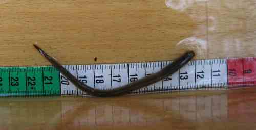 Bachneunaugen-Querder, auch diese Art profitiert vom Bach-Restaurieren.