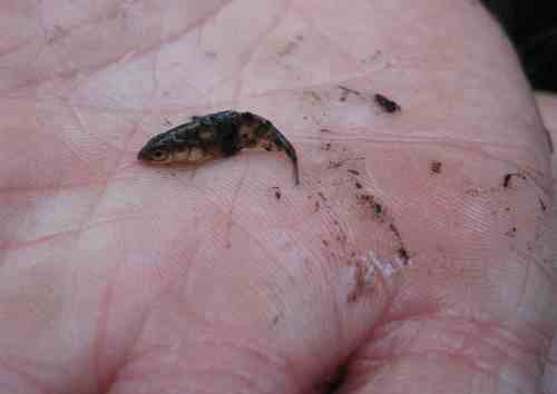 Das war unser Kleinster - Kind vom 3stachligen Stichling.