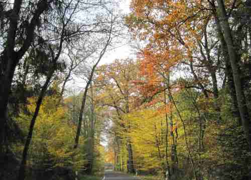 IMG_0317  - Laichbettbauwetter