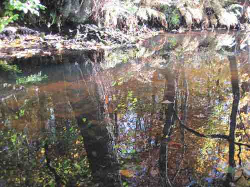 IMG_0337 - Umlaufgraben-Bäume falschrum
