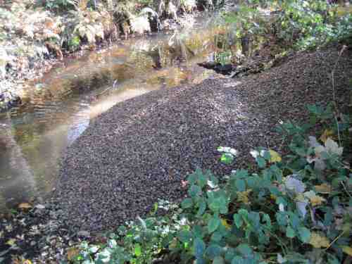 IMG_0342 - Kieshaufen oben