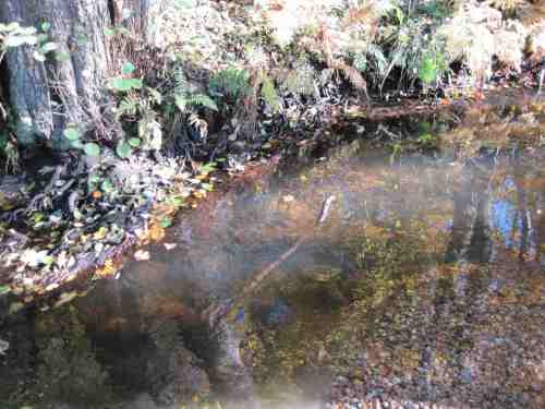 IMG_0348 - Laichbett oberhalb Unterstand