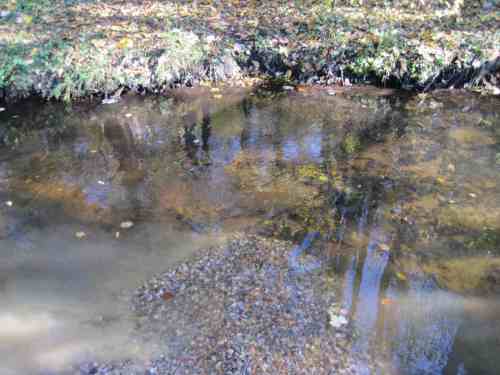 IMG_0354 - Laichbettzunge unten