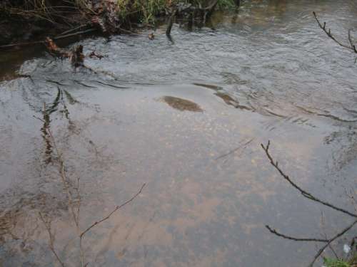 Wie mit der Lupe - Bachforellenlaichbett in stehender Welle.