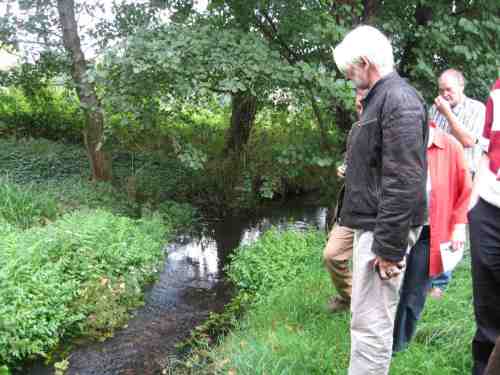 Und immer wieder kann bestaunt werden, wie auch der "Wasserbaumeister Pflanze" dem Bach einen turbulenten Stromstrich zurück zu geben.